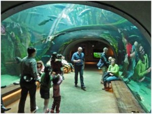 Fish Tunnel