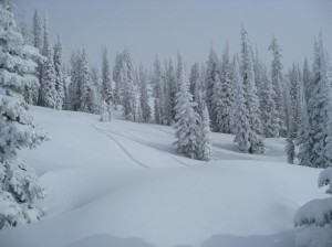 Steamboat - trees