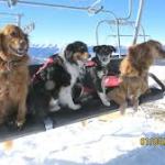 Dogs on Ski lift