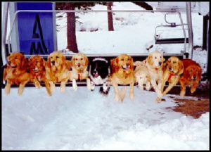 ski-dogs